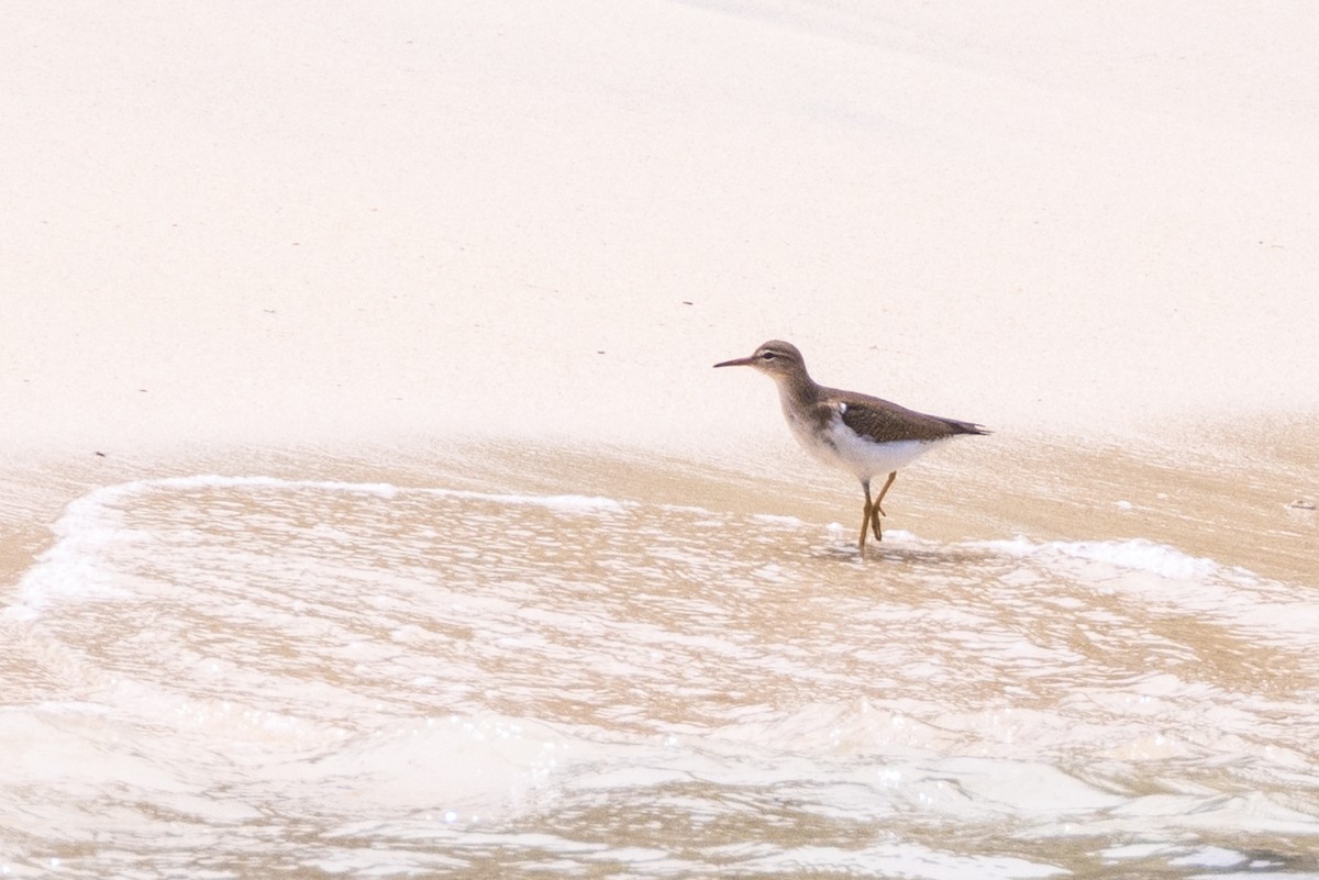 Spotted Sandpiper - ML549199001