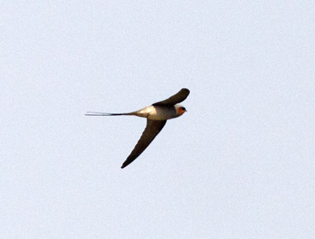 Crested Treeswift - ML54920061