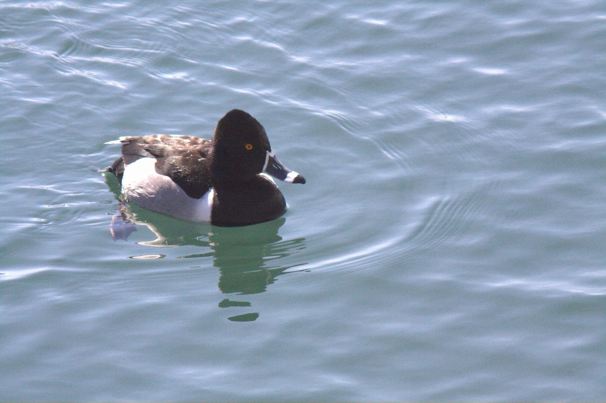 Ring-necked Duck - ML549200711