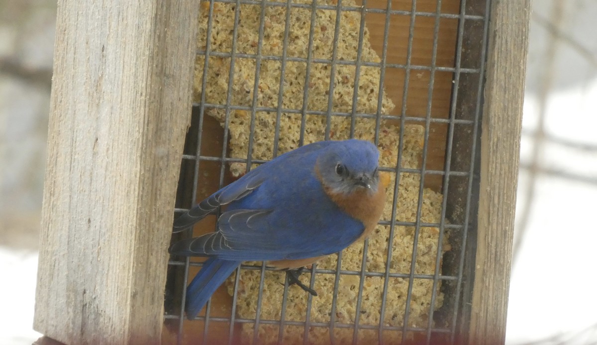 Eastern Bluebird - ML549201031