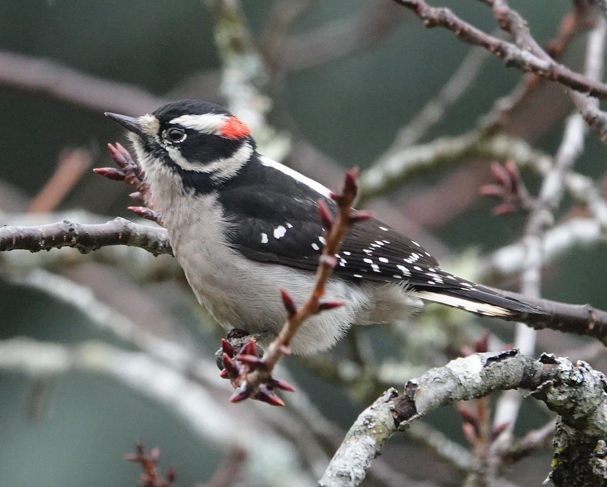 Downy Woodpecker - ML549201051
