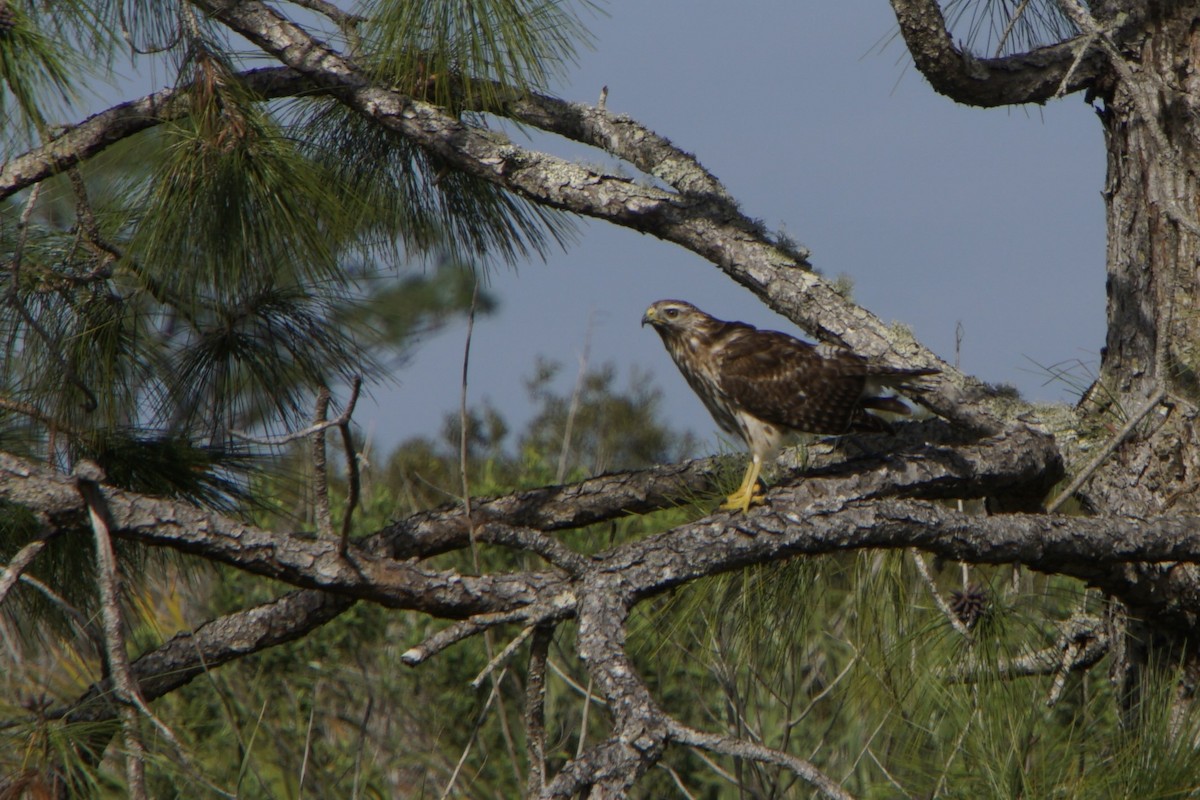 Red-shouldered Hawk - Bill Frost