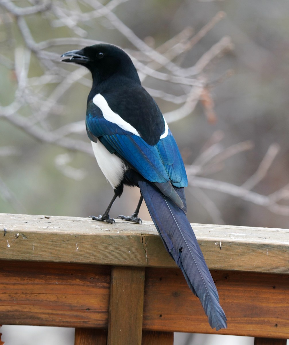 Black-billed Magpie - ML549202901