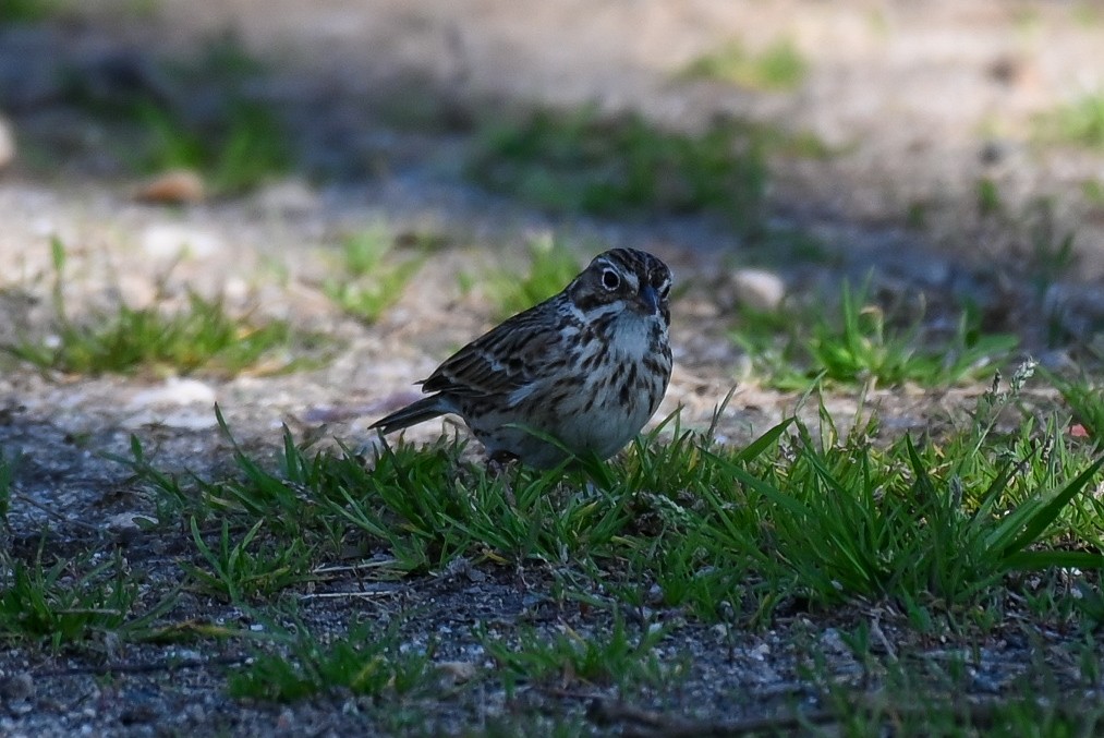 Vesper Sparrow - ML549202931