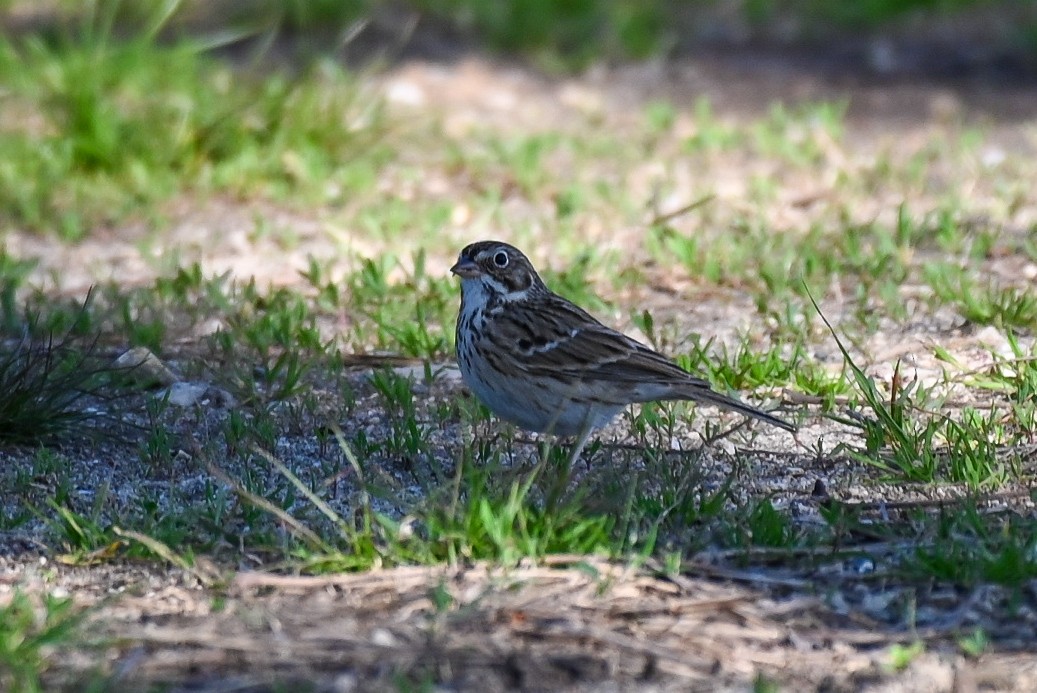 Vesper Sparrow - ML549202951