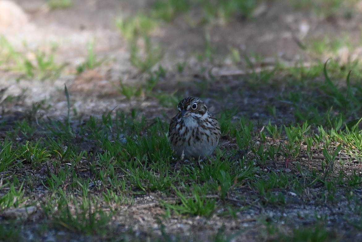 Vesper Sparrow - ML549202961