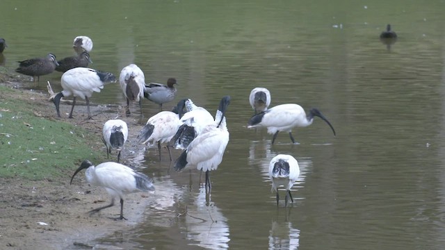 Ibis à cou noir - ML549203361