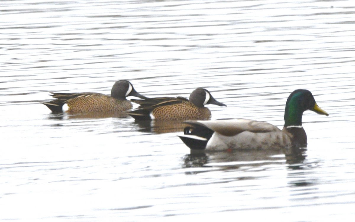 Blue-winged Teal - Claudia C