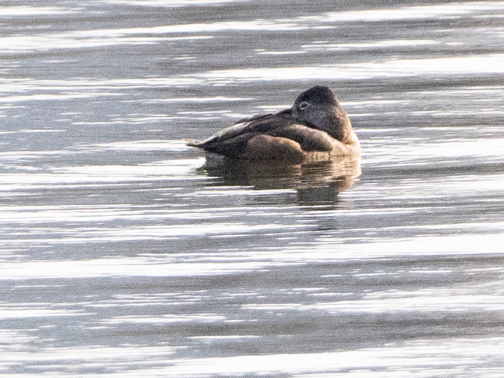 Ring-necked Duck - ML549205111