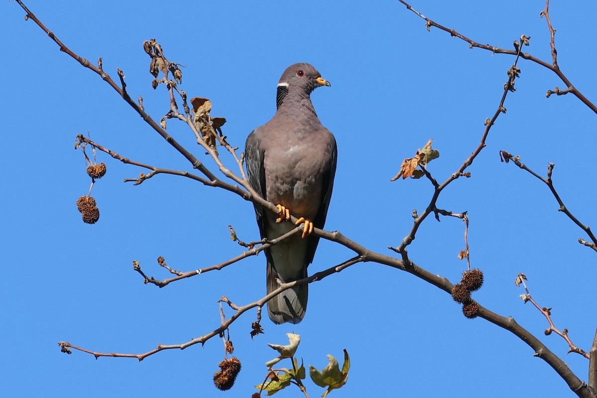 Band-tailed Pigeon - ML549205681