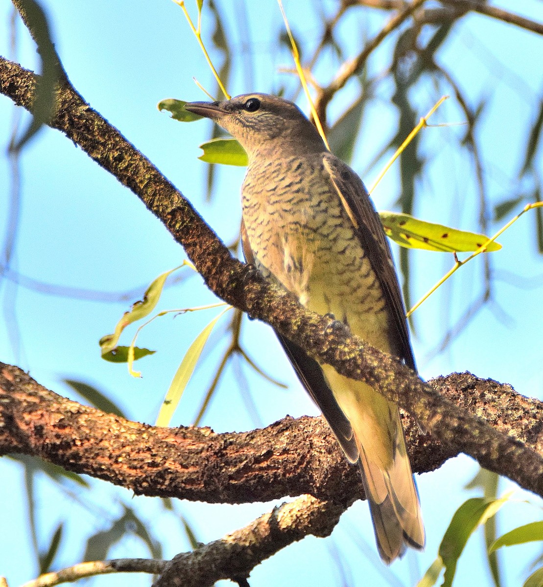 Common Cicadabird - ML54920611