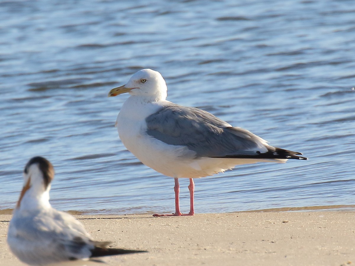 Herring Gull - Doug Beach