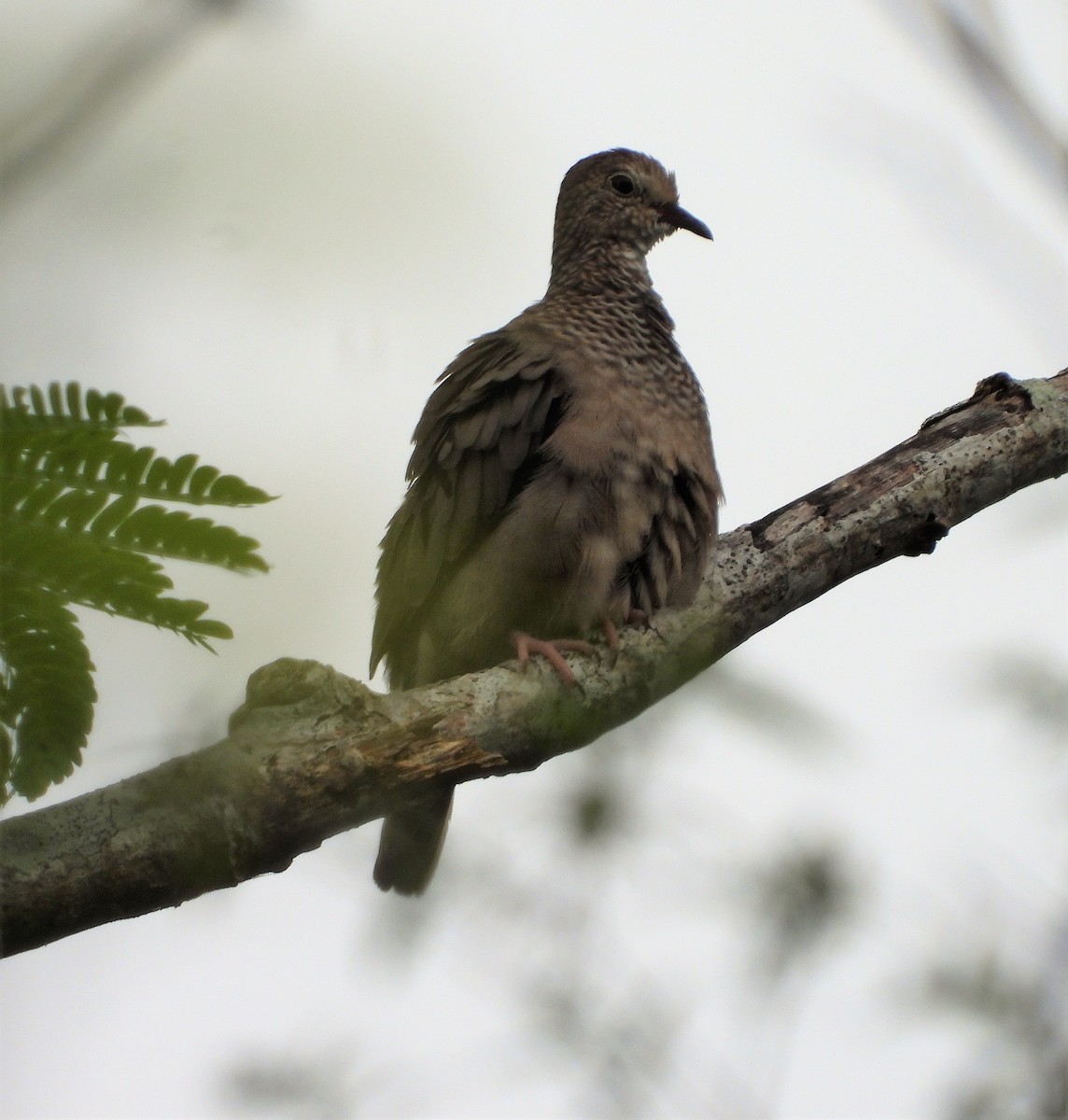 Common Ground Dove - ML549208181