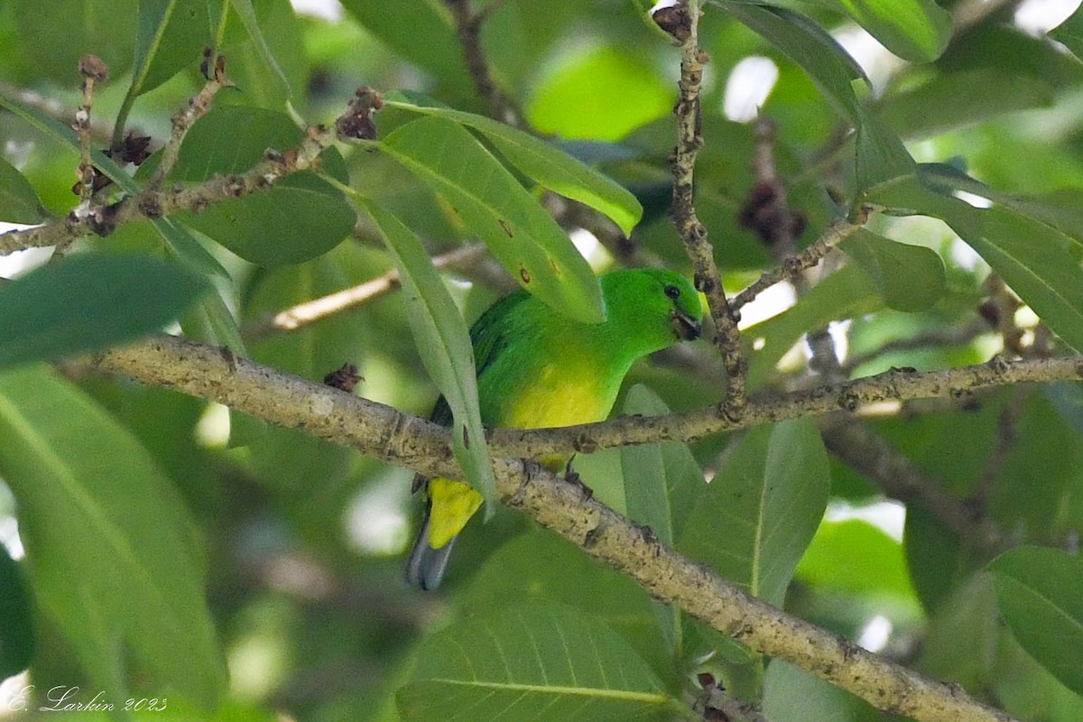 Blue-crowned Chlorophonia - ML549208591