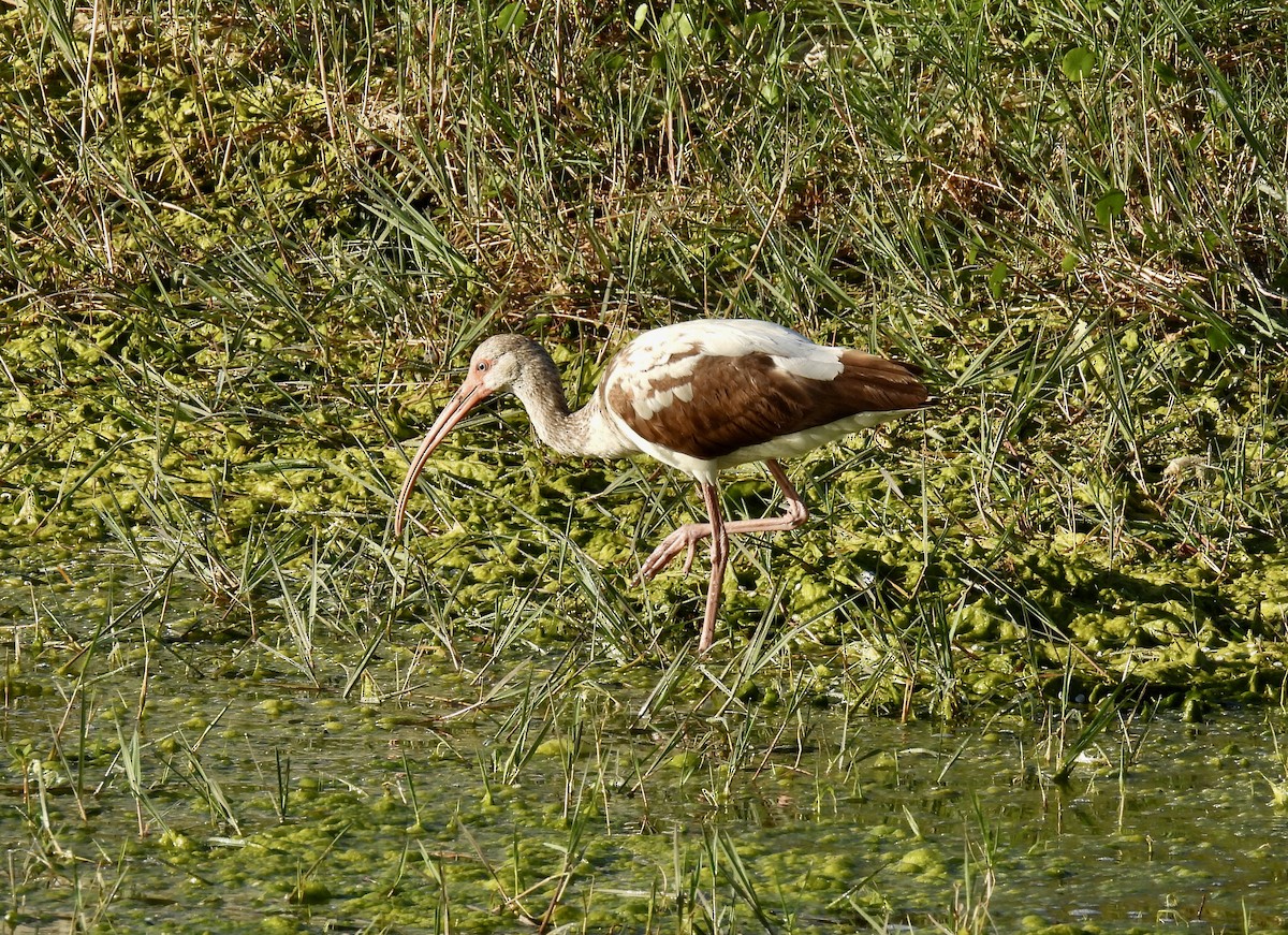 White Ibis - ML549208801