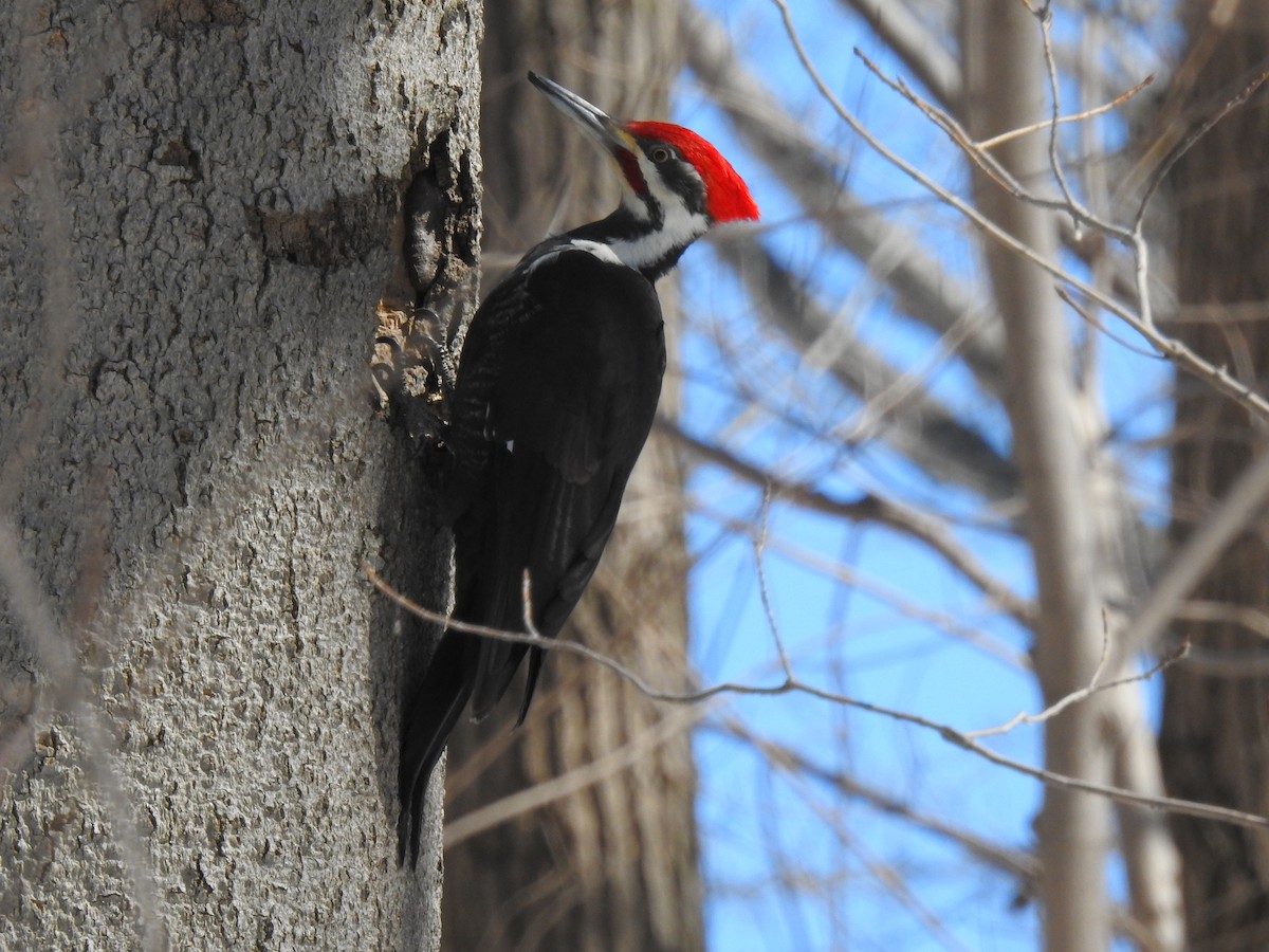 Pileated Woodpecker - ML549208931