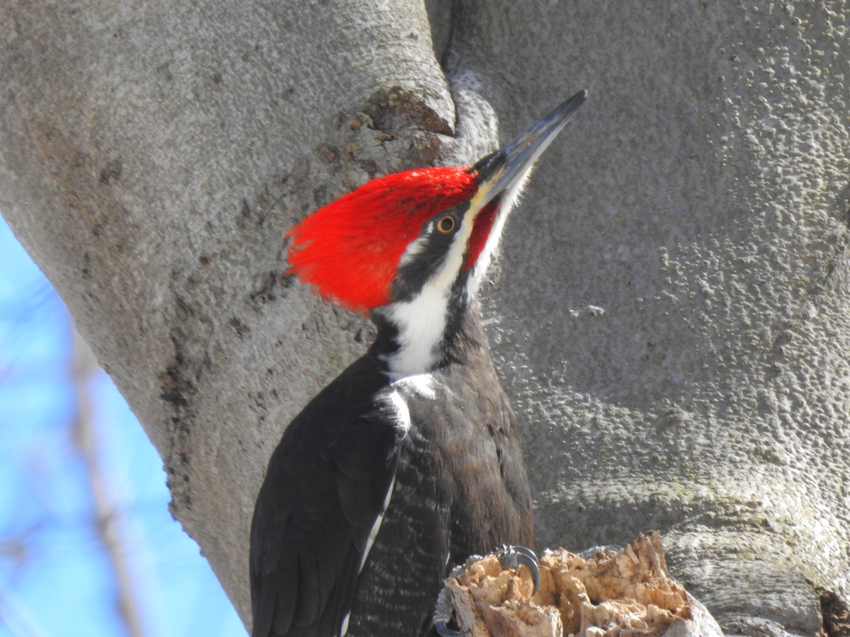 Pileated Woodpecker - ML549208941