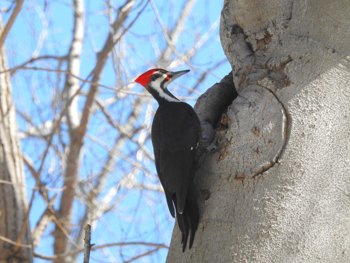 Pileated Woodpecker - ML549208961