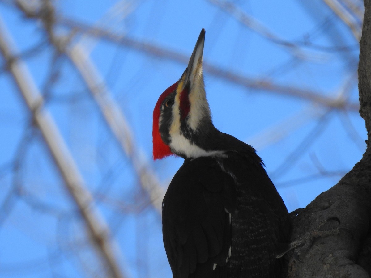 Pileated Woodpecker - ML549208971