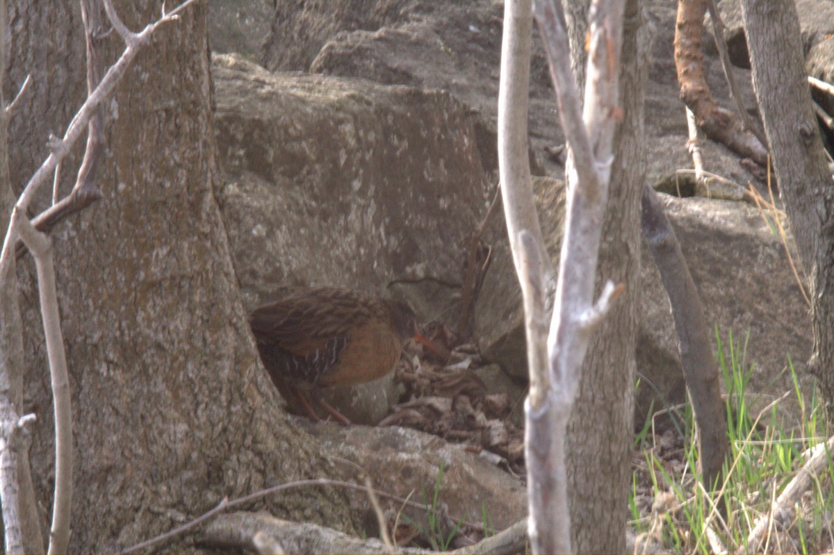 Virginia Rail - ML549209351