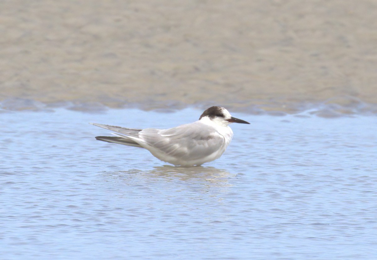 Common Tern - ML549209381