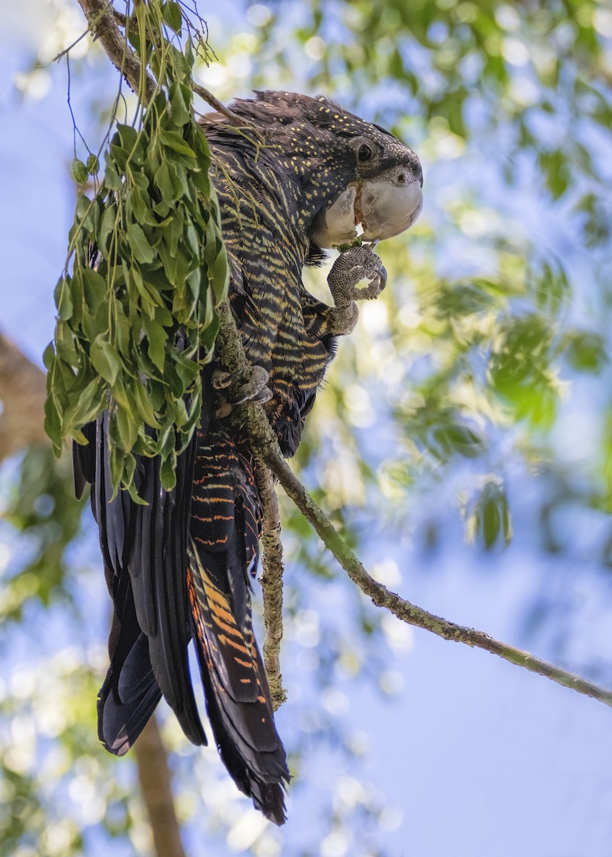 Red-tailed Black-Cockatoo - Julie Clark