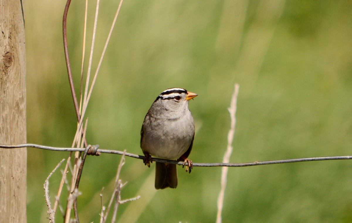 Bruant à couronne blanche - ML54921081