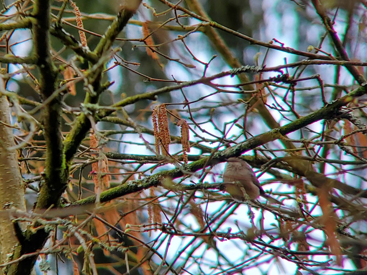 Bushtit - ML549211111