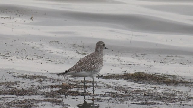 Black-bellied Plover - ML549211201