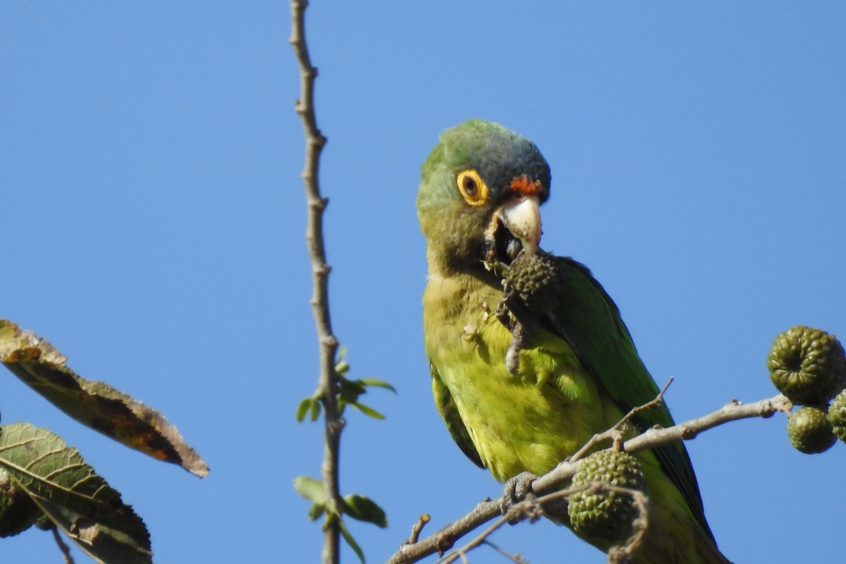 メキシコインコ - ML549211891