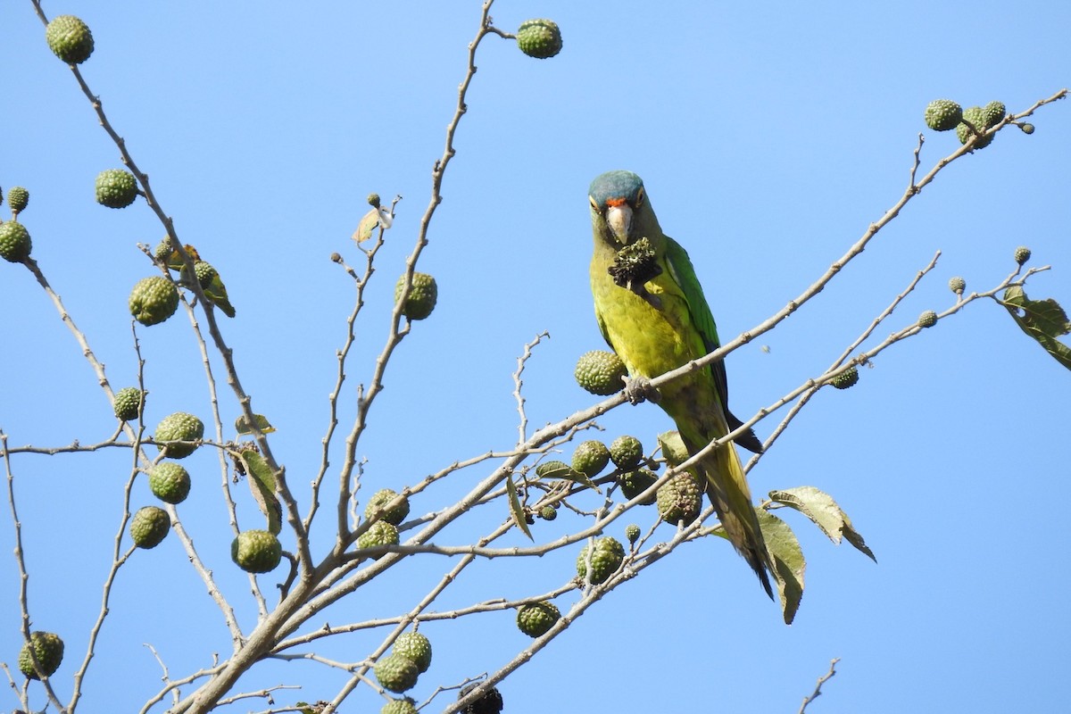 メキシコインコ - ML549211901