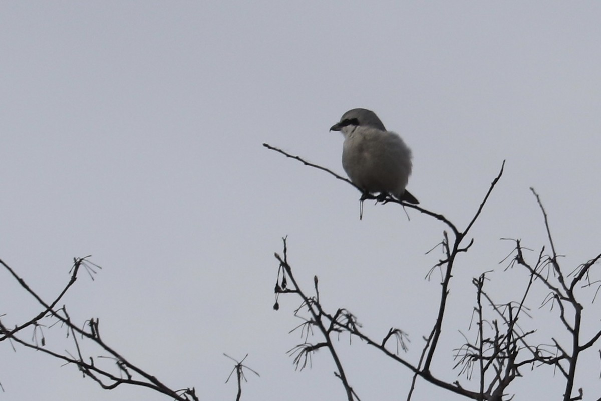 Northern Shrike - ML549211971