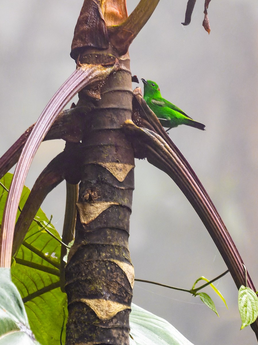 Glistening-green Tanager - ML549212631