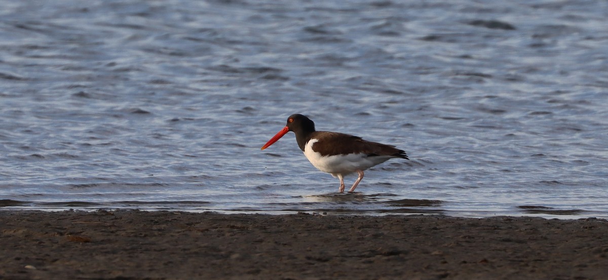 American Oystercatcher - ML549213871