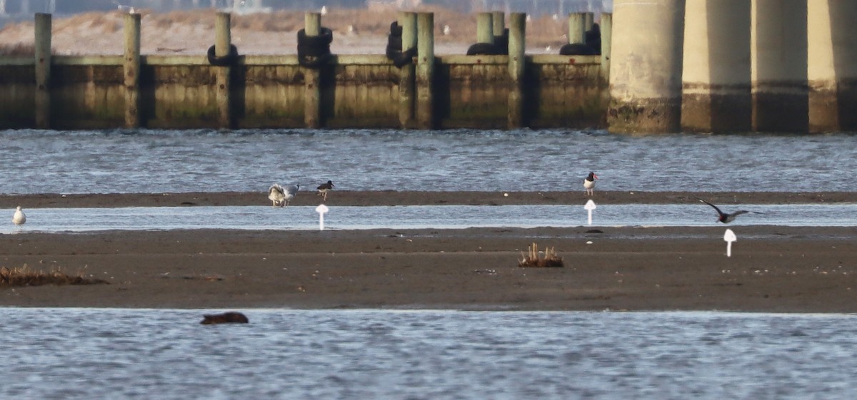 American Oystercatcher - ML549213971