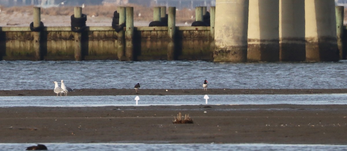 American Oystercatcher - ML549214161