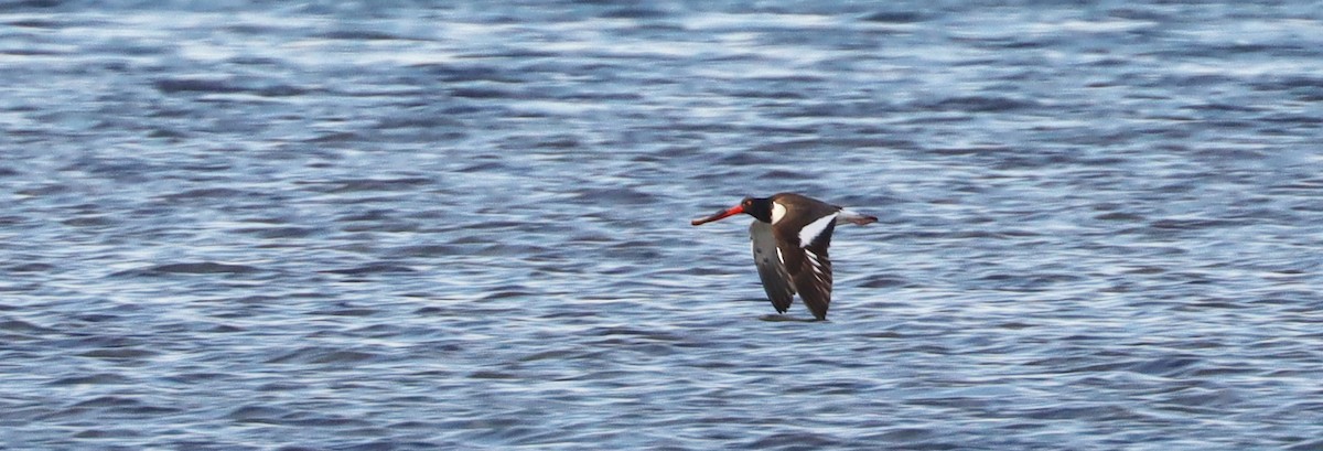 amerikatjeld - ML549214321