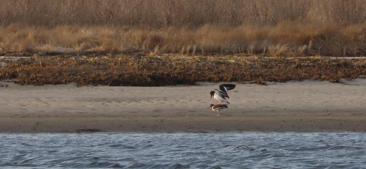 American Oystercatcher - ML549214491