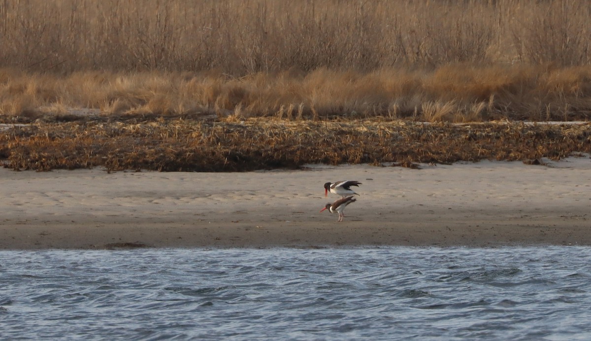 American Oystercatcher - ML549214701