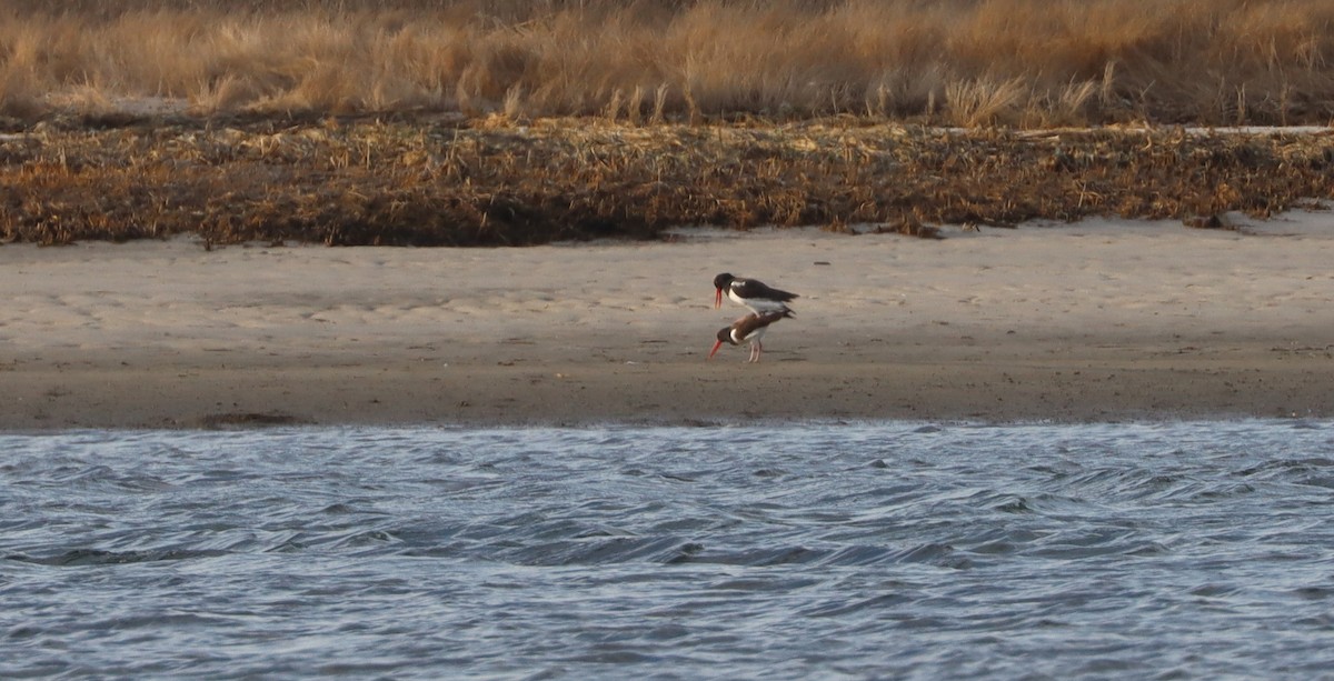 American Oystercatcher - ML549214831