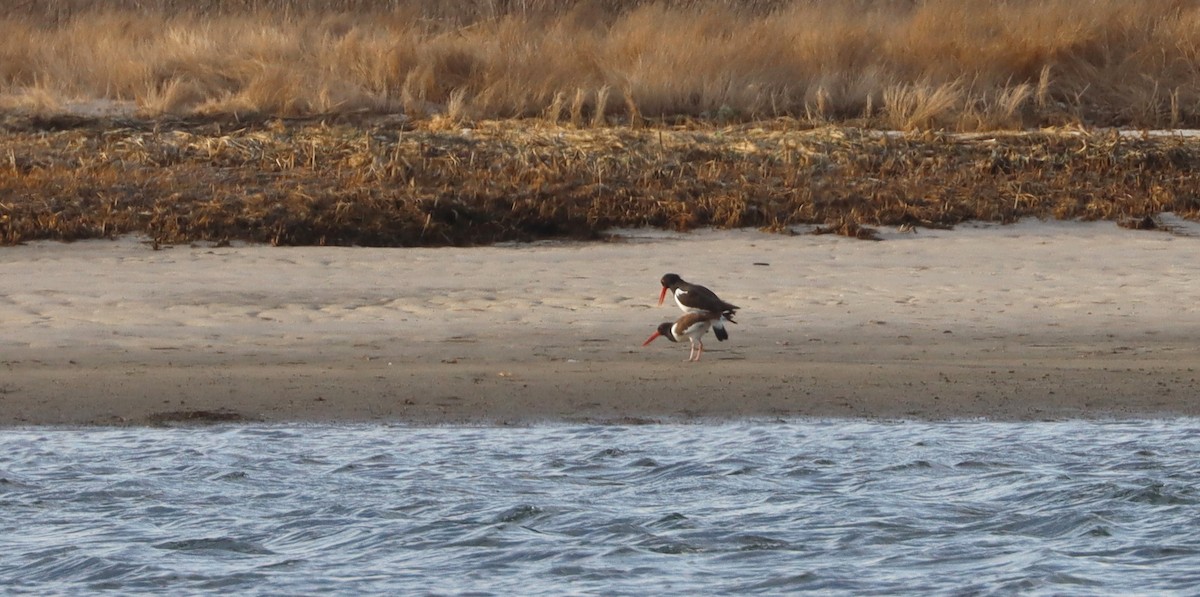 American Oystercatcher - ML549214981