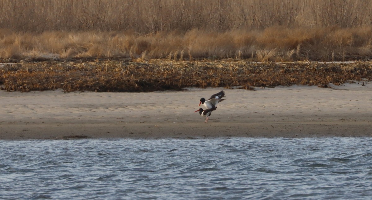 American Oystercatcher - ML549215301