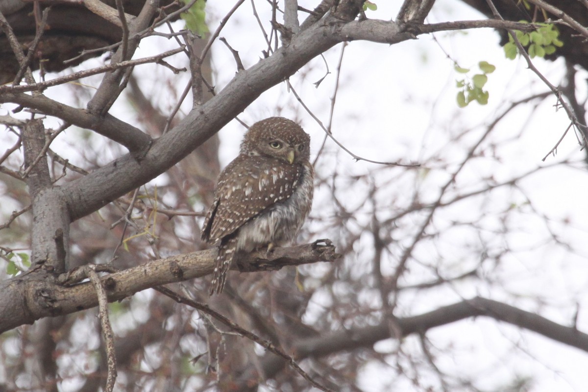 Pearl-spotted Owlet - ML549215311