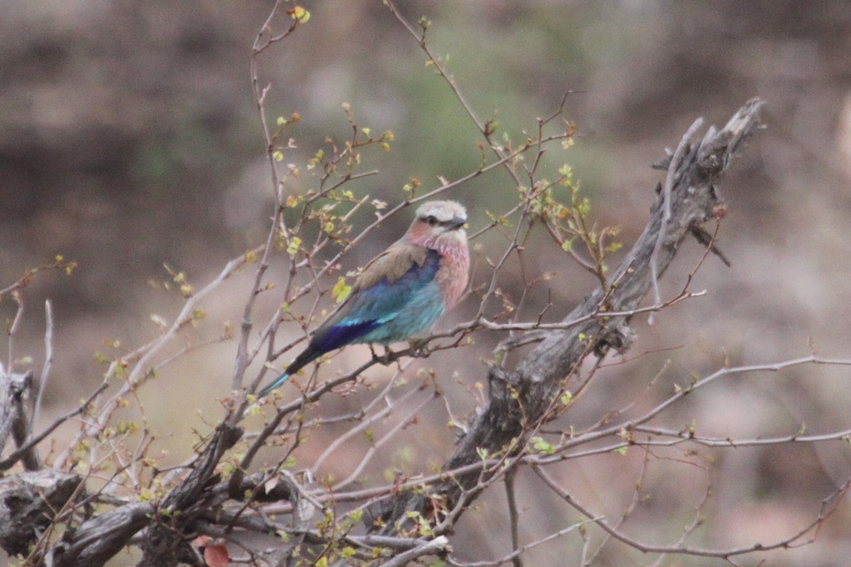 Lilac-breasted Roller - ML549215501