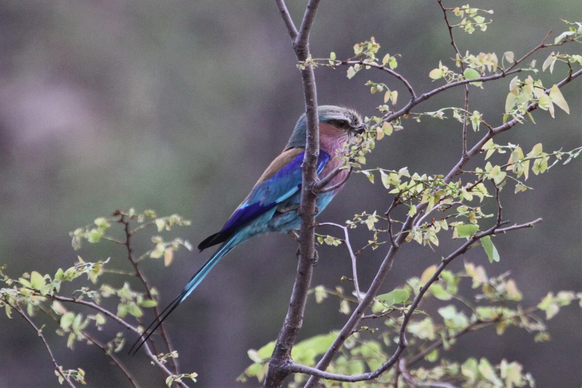 Lilac-breasted Roller - ML549215511
