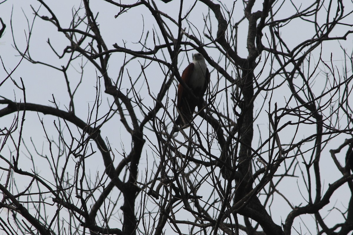 Brahminy Kite - ML54921641