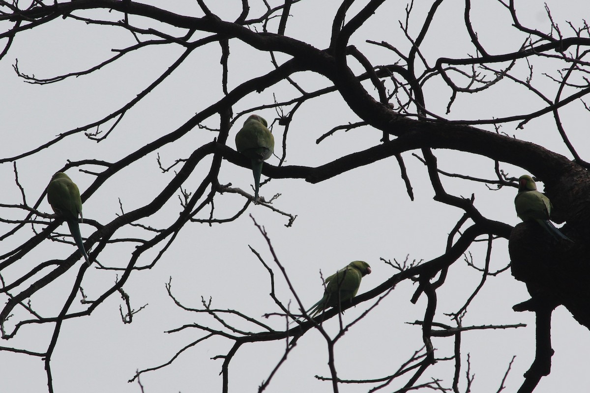 Rose-ringed Parakeet - ML54921661