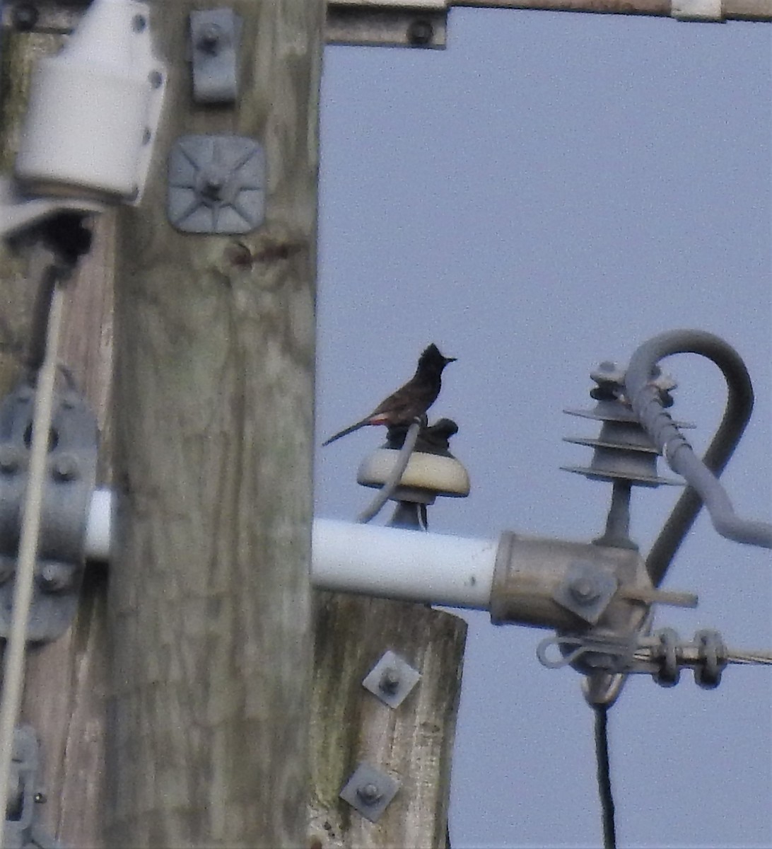 Bulbul à ventre rouge - ML549217441