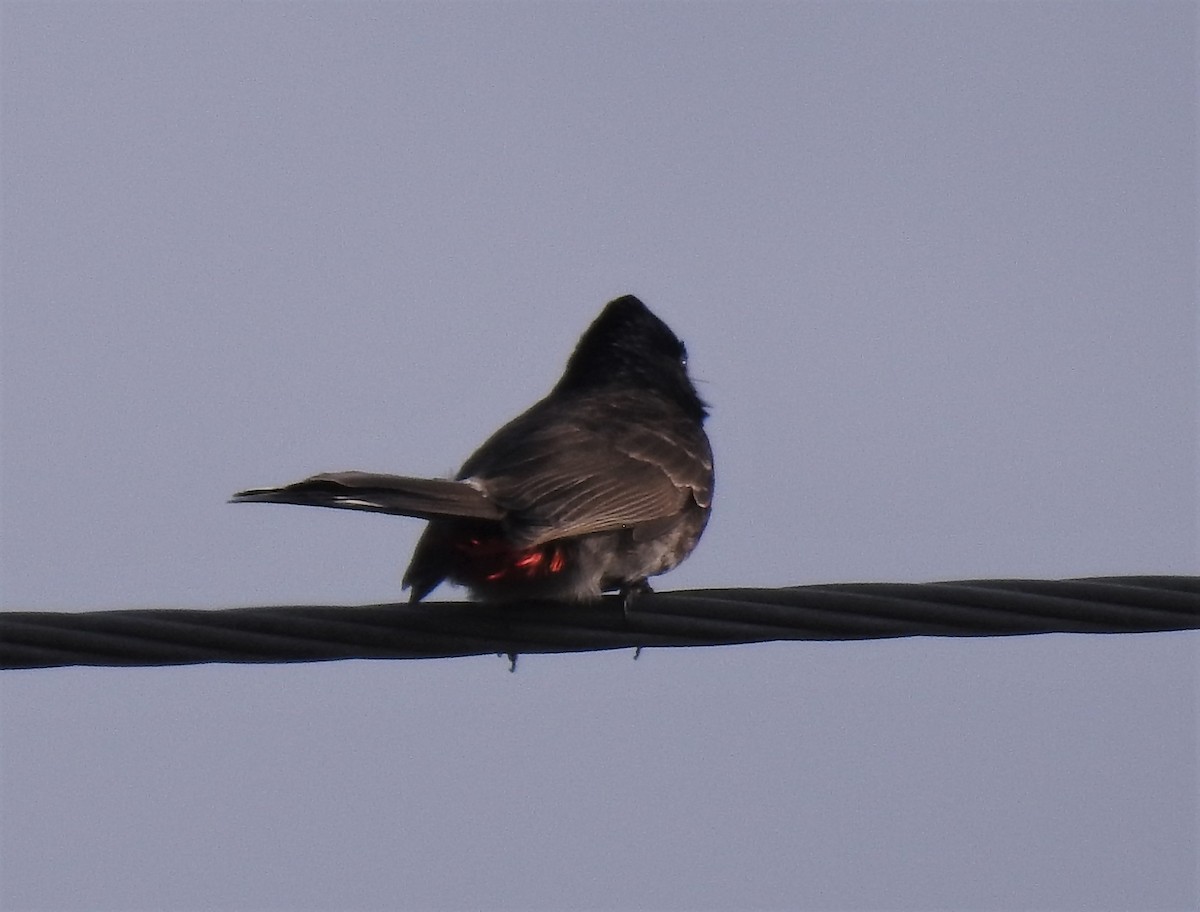 Bulbul à ventre rouge - ML549217461