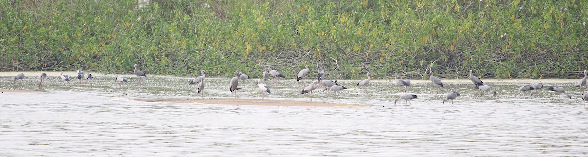 Asian Openbill - ML54921791